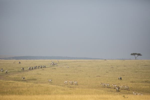 Greater Masai Mara