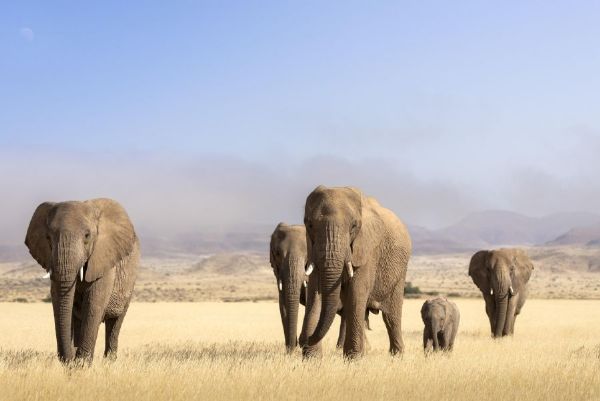 Highlights of Namibia