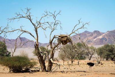 Highlights of Namibia
