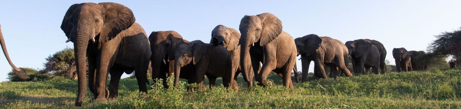 Cape and Safari In-Style