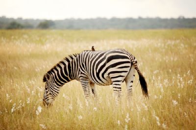 Cape and Safari In-Style