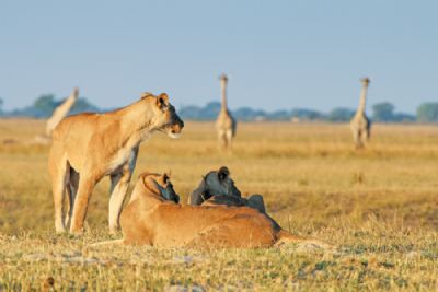 Classic Southern Africa