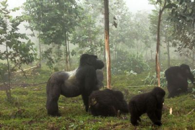 Gorillas of Rwanda
