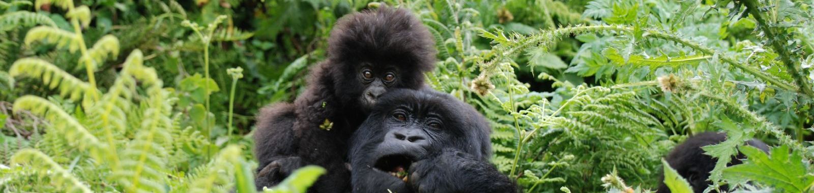 Rwanda Gorilla Trekking Adventure