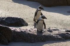 Swain's Southern Africa