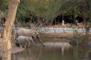 &Beyond Ngala Safari Lodge