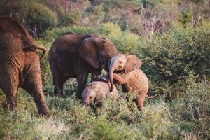 Madikwe Hills Private Game Lodge