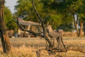 Singita Sabora Tented Camp