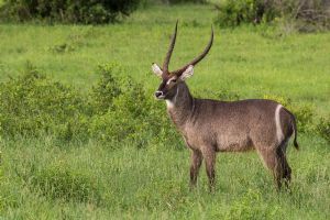 Sabi Sabi Earth Lodge