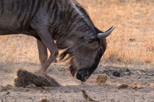 Sabi Sabi Earth Lodge