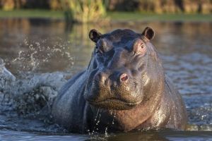 Sabi Sabi Selati Camp