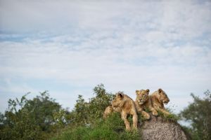 Singita Lebombo Lodge