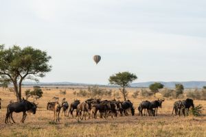 Singita Serengeti House