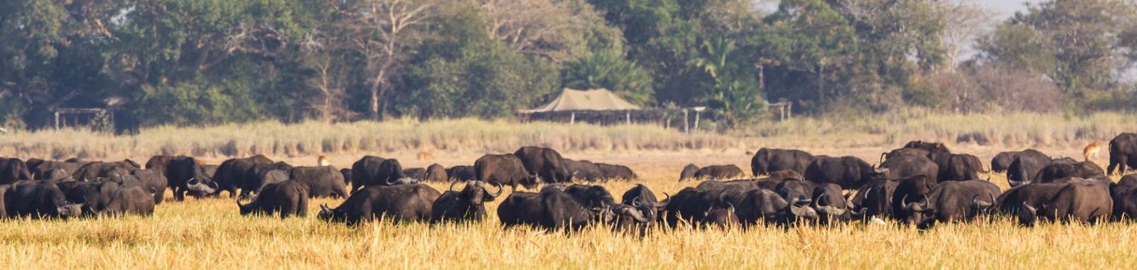 Wilderness Busanga Bush Camp