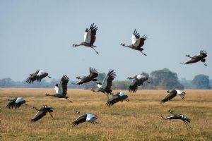 Wilderness Busanga Bush Camp