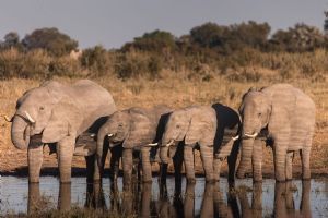 Wilderness Chitabe Lediba