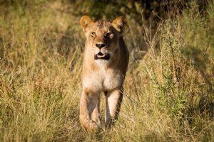 Wilderness Chitabe Lediba