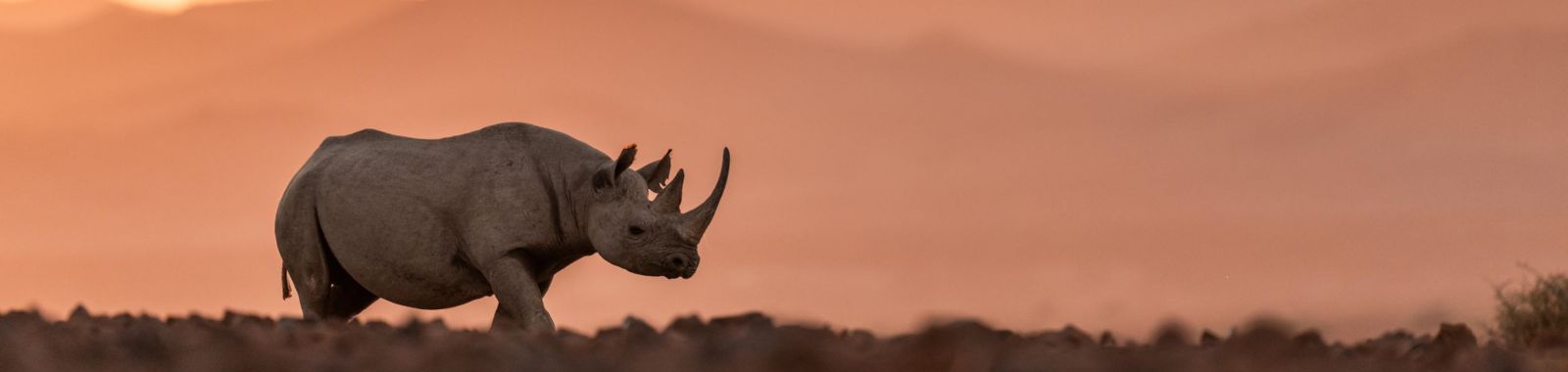 Wilderness Desert Rhino Camp