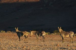 Wilderness Desert Rhino Camp