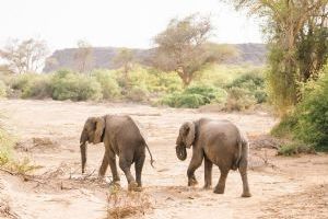 Wilderness Desert Rhino Camp