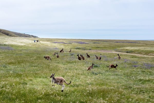 Kangaroo Island Sealink 