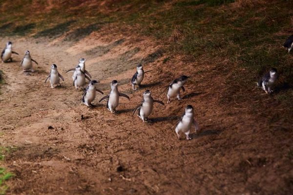 Phillip Island Little Penguin Tour