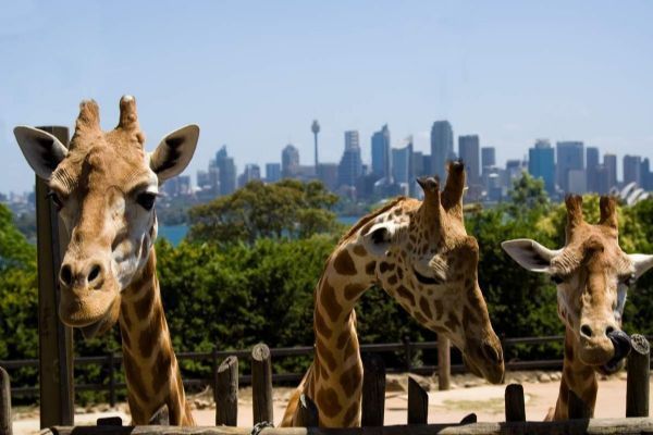 Taronga Zoo Wild Australia Tour