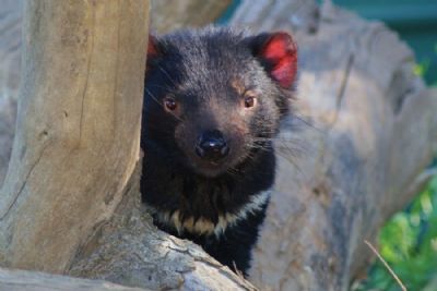 A Taste of Australia's South