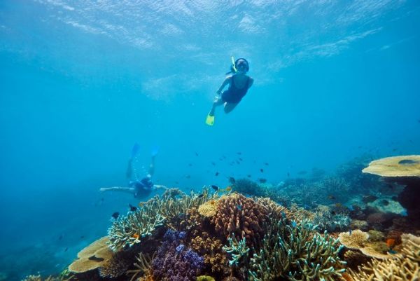 Sydney, Reef and Rainforest