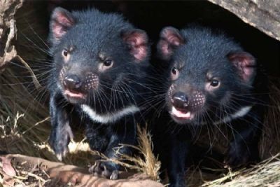 Tantalizing Tasmania