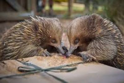 Tantalizing Tasmania