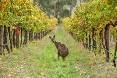 Wine and Wildlife Discovery