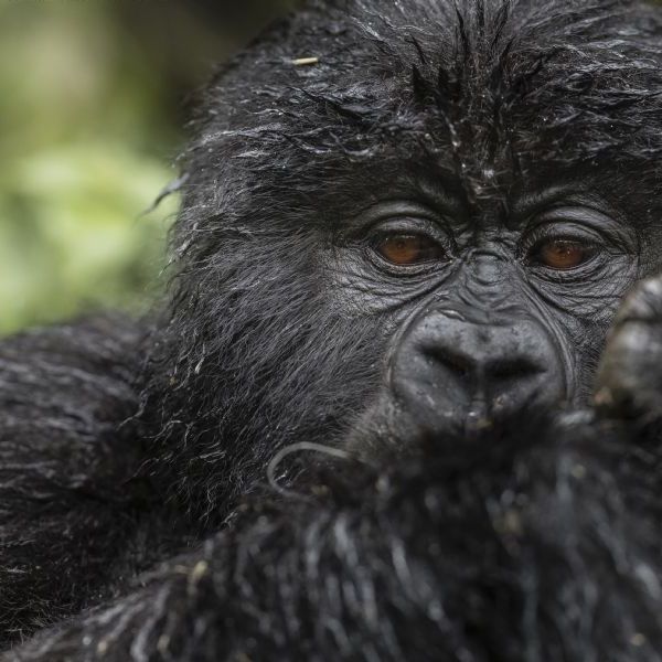 Gorillas of Rwanda