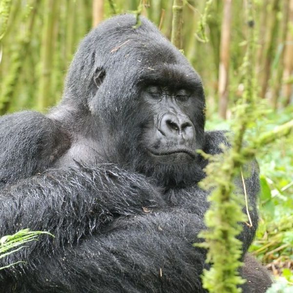 Wonders of Qatar and Rwanda