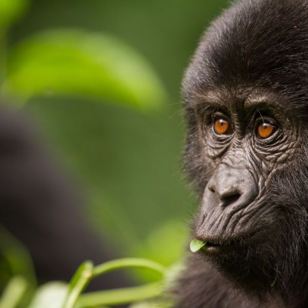 Rwanda Gorilla Trekking Adventure