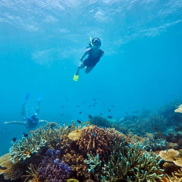 Sydney, Reef and Rainforest