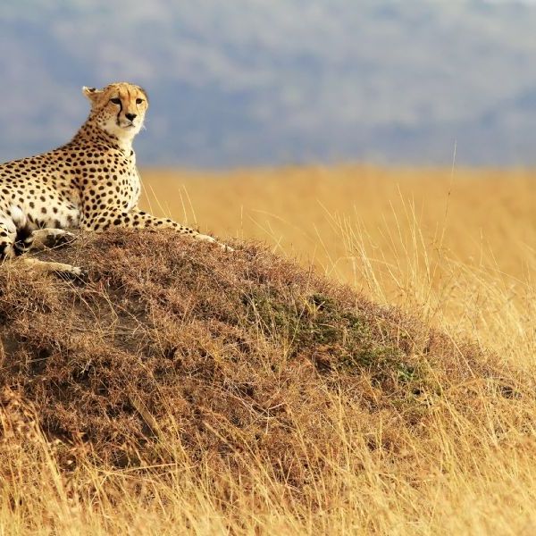 Ultimate Kenya and Tanzania