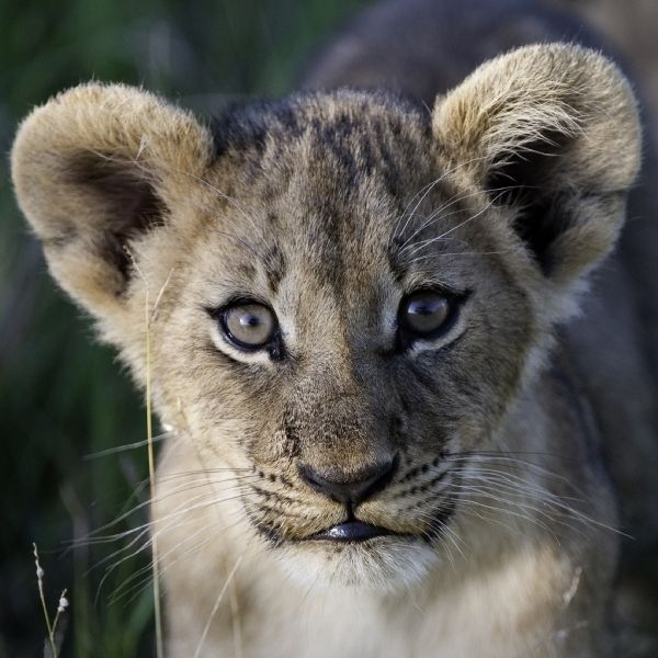 Ultimate Southern Africa Safari