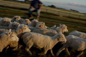 Rosewood Cape Kidnappers