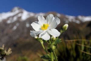 Wilderness Lodge at Arthur's Pass